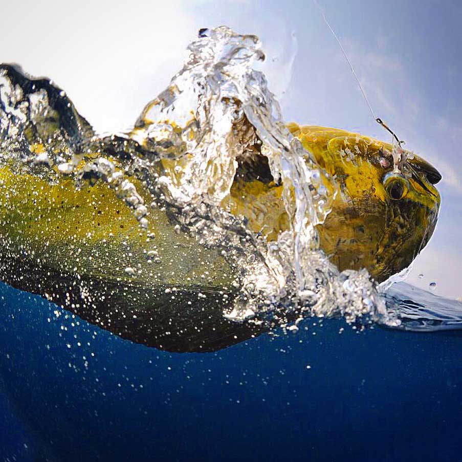 Mahi-2